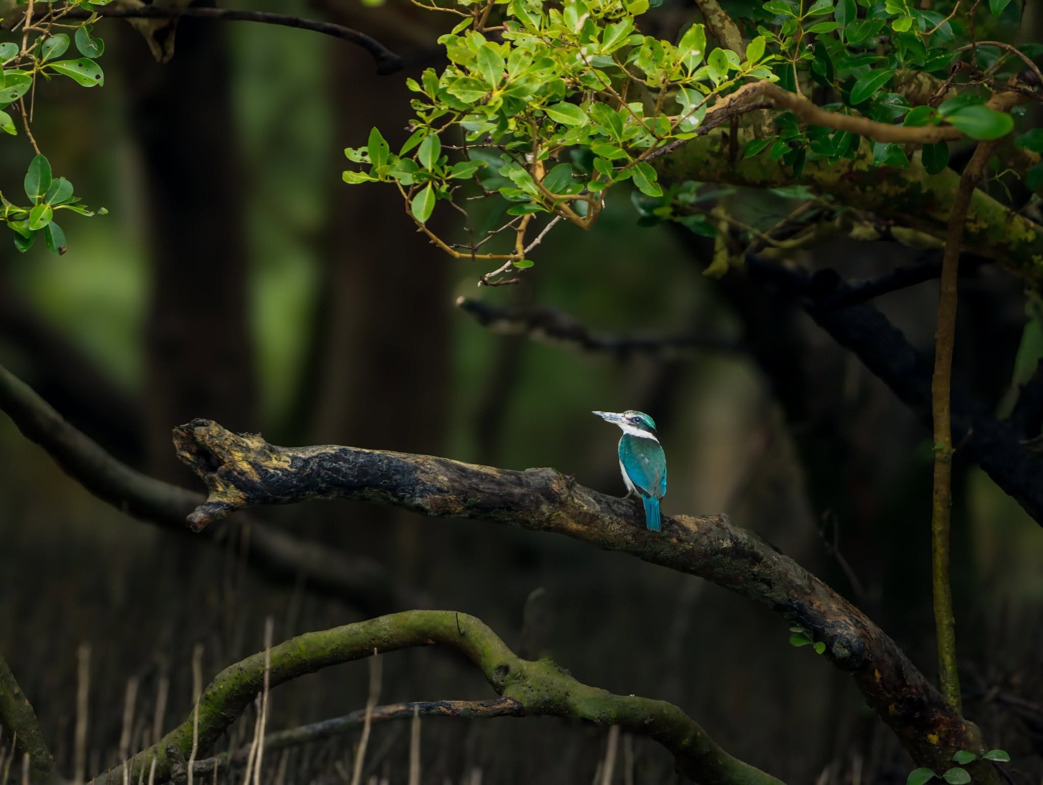 Kingfisher spotted on a mangrove cruise