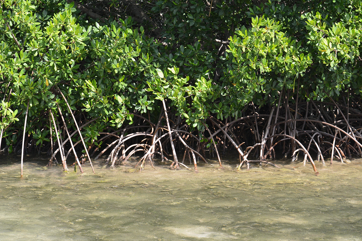 Mangrove roots close-up